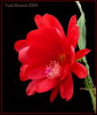Epiphyllum Ackermannii